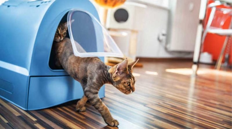 Best Self-Cleaning Litter Boxes Of 2021