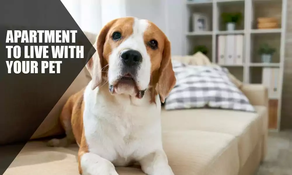 Apartment to Live with Your Pet